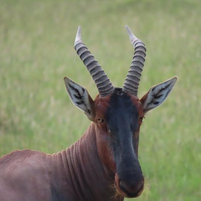 África
