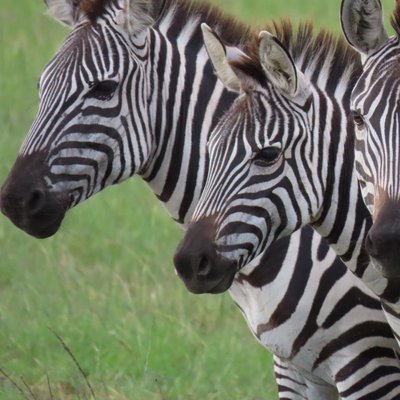 África
