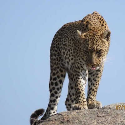 África
