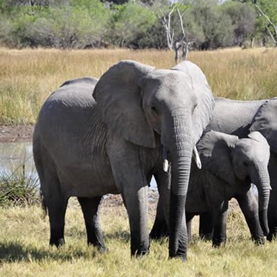 África