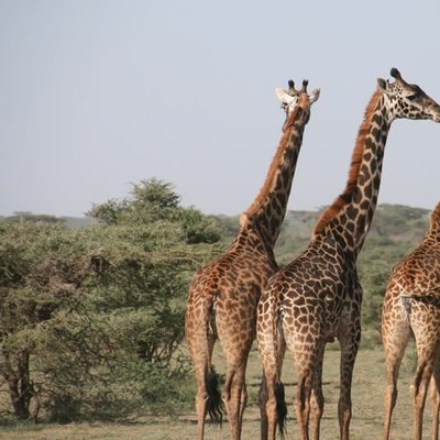 África