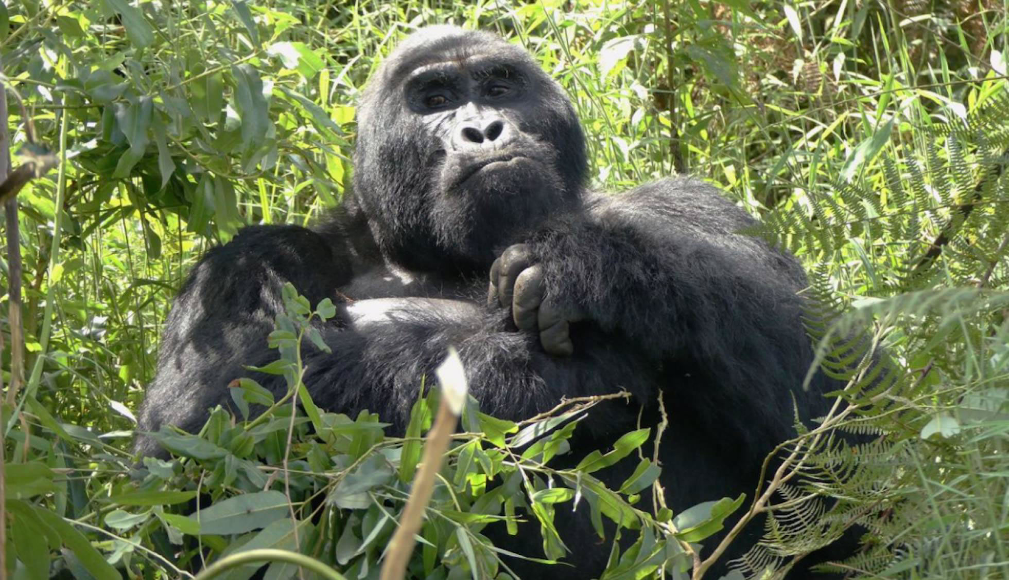 Gorilas uganda